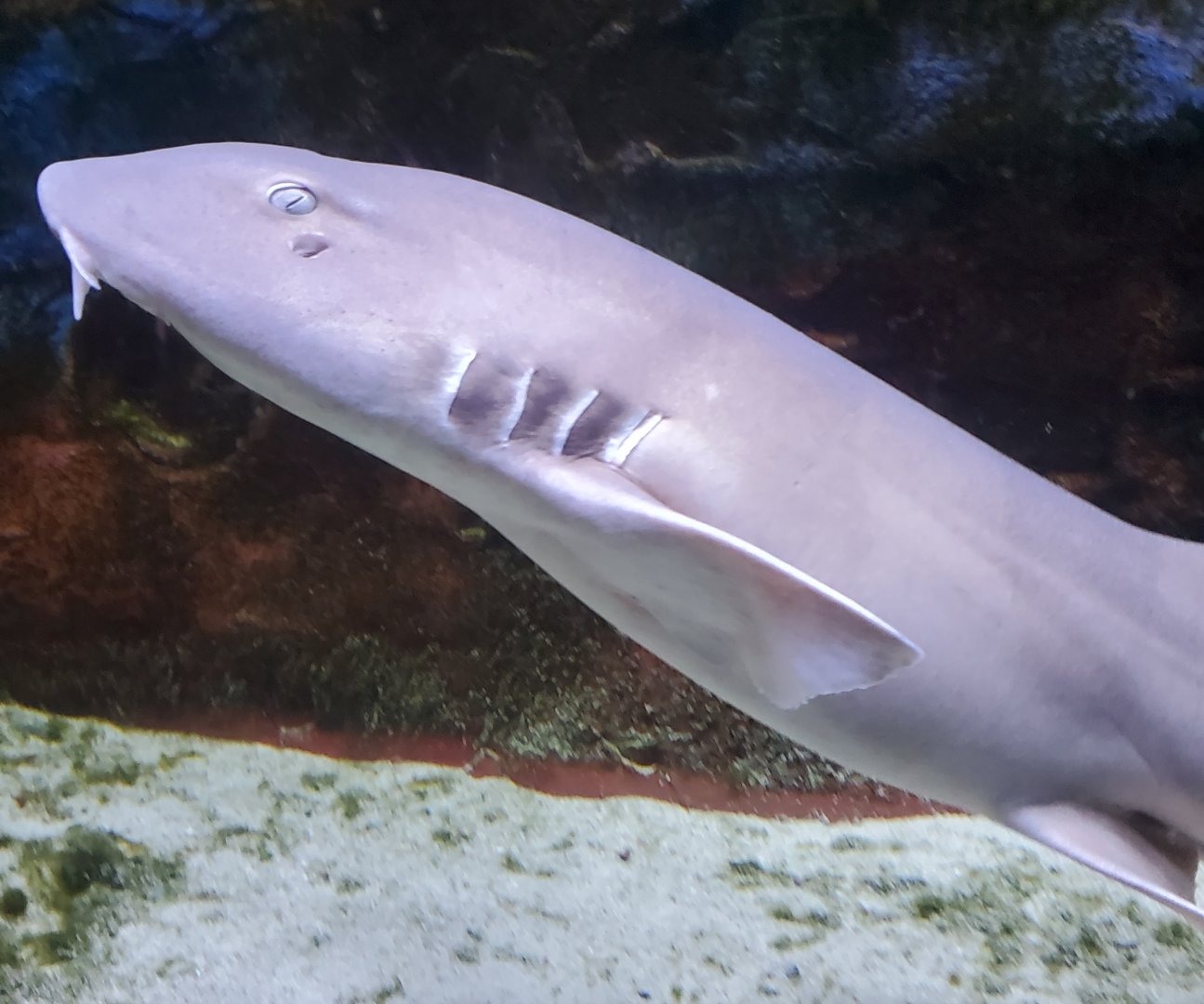 Cox Science Center & Aquarium (2021) - Nurse Shark