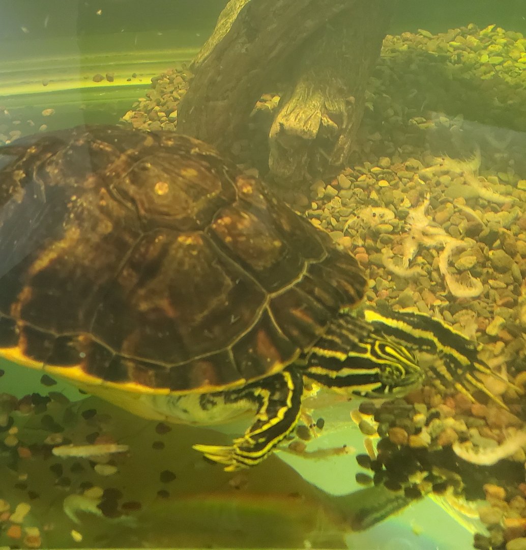 Cox Science Center & Aquarium (2021) - Pond Slider