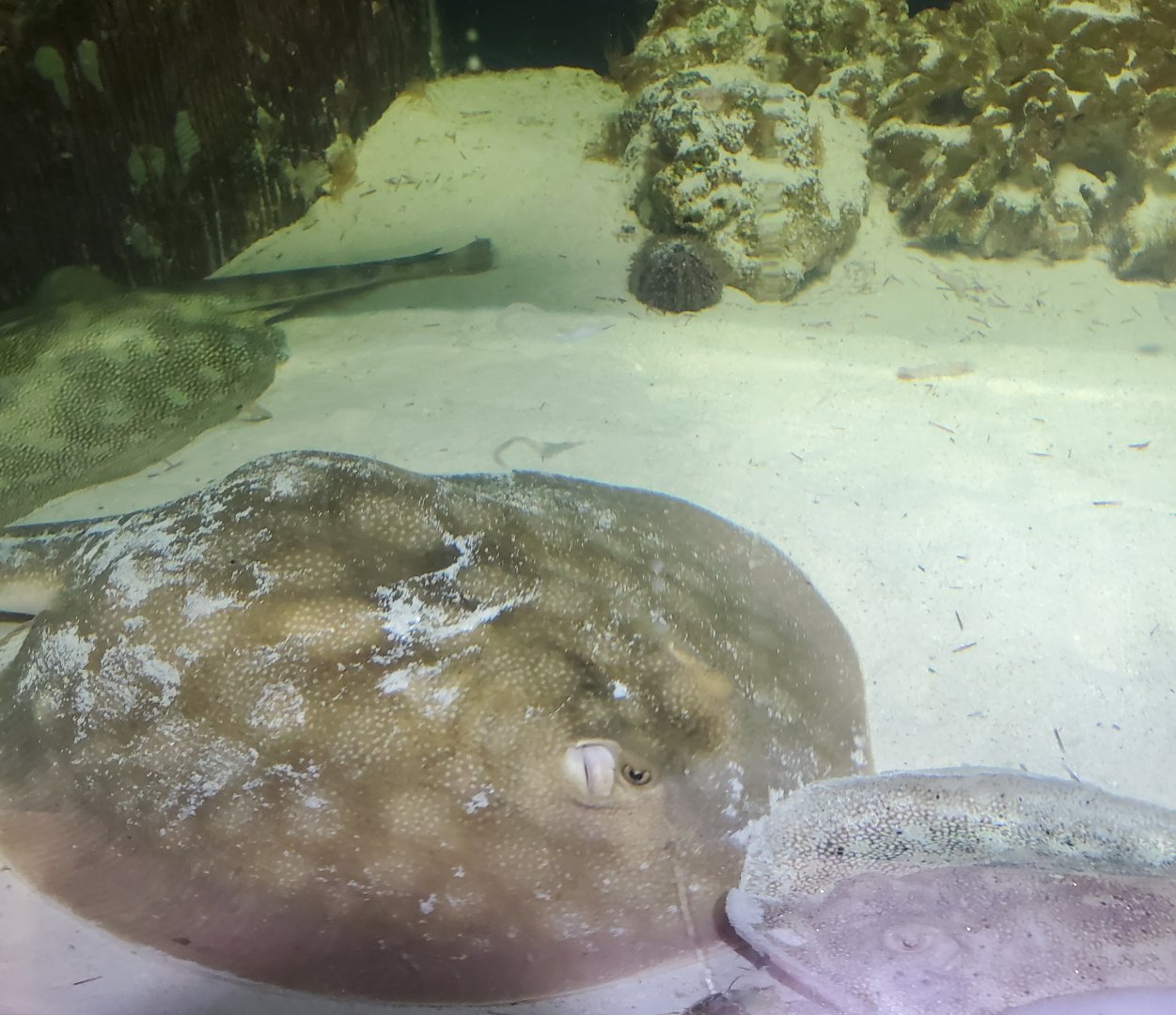 Cox Science Center & Aquarium (2021) - Rays