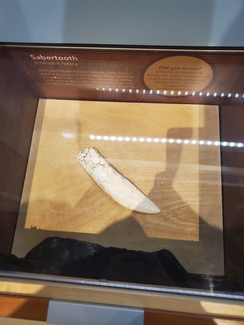 Cox Science Center & Aquarium (2021) - Sabertooth Tooth