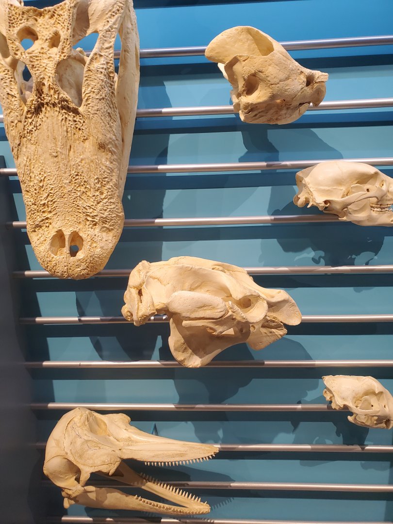 Cox Science Center & Aquarium (2021) - Skulls