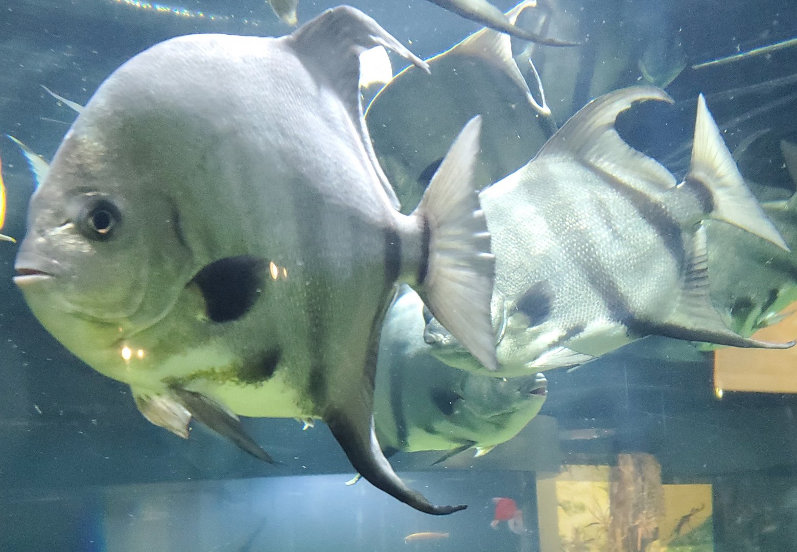 Cox Science Center & Aquarium (2021) - Spadefish