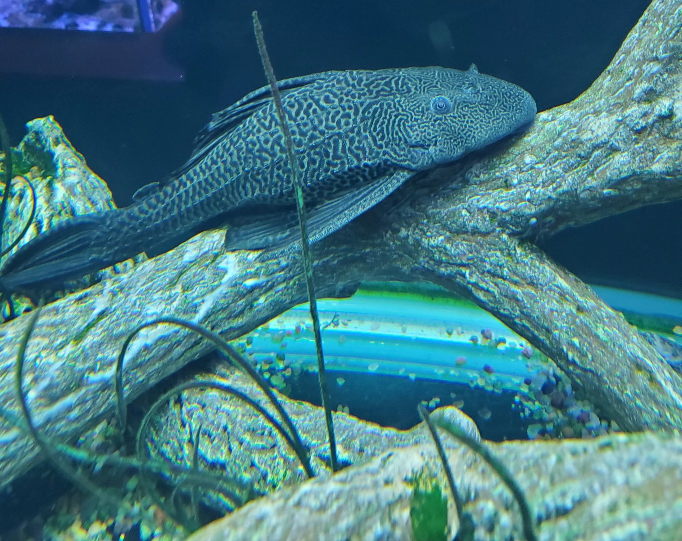 Cox Science Center & Aquarium (2021)