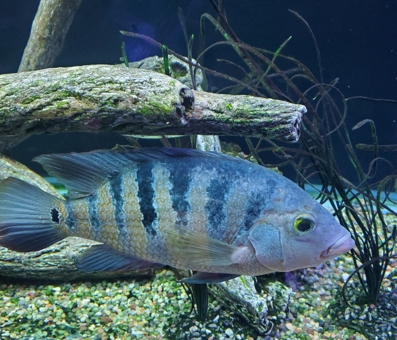 Cox Science Center & Aquarium (2021)