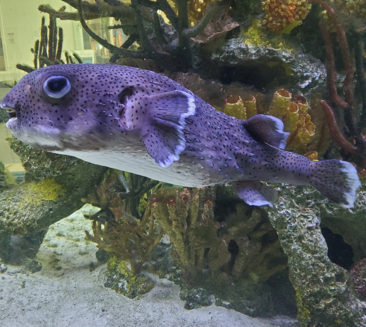 Cox Science Center & Aquarium (2021)