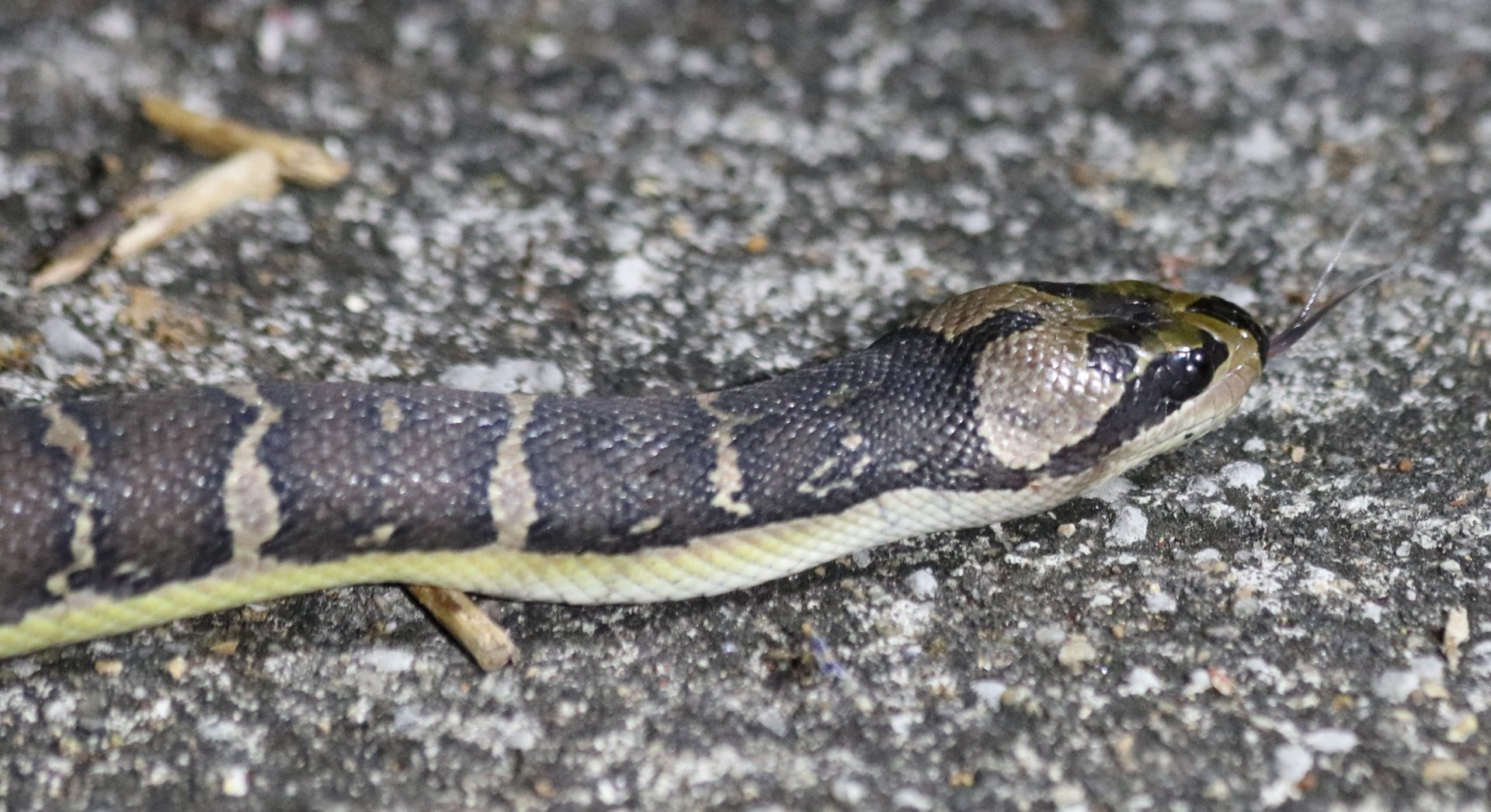 Cox's Mud Snake Homalopsis mereljcoxi