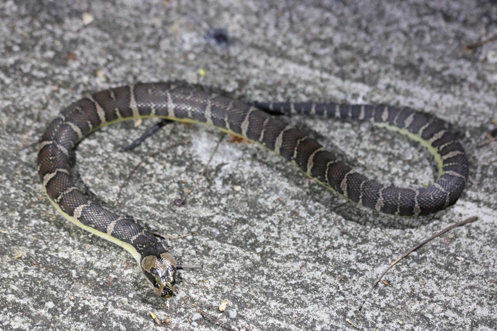 Cox's Mud Snake Homalopsis mereljcoxi
