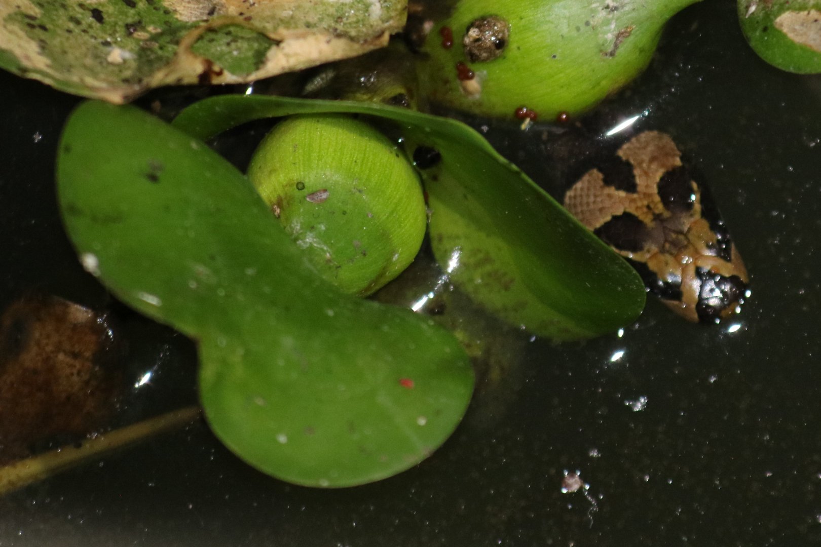 Cox's Mud Snake Homalopsis mereljcoxi