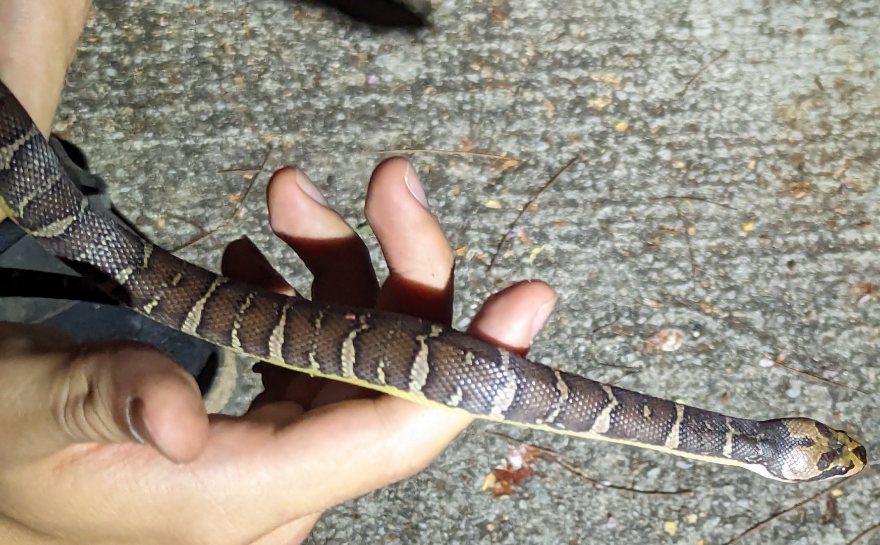 Cox's Mud Snake Homalopsis mereljcoxi