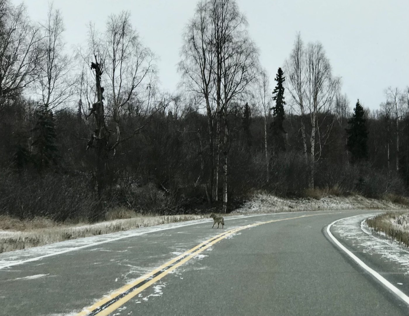 Coyote - Alaska