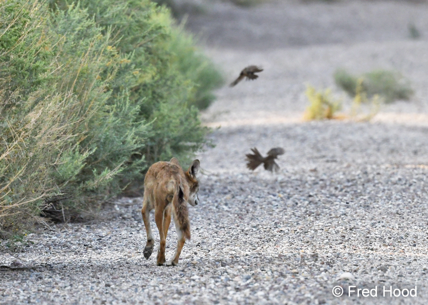 coyote and aberts towhees
