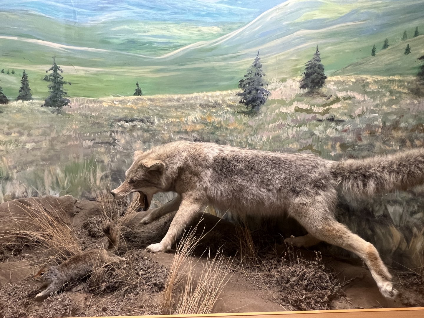 Coyote and Ground Squirrel