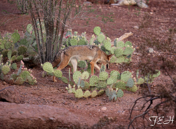 coyote at dusk