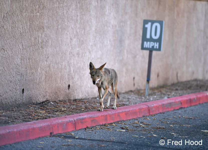 coyote at my home