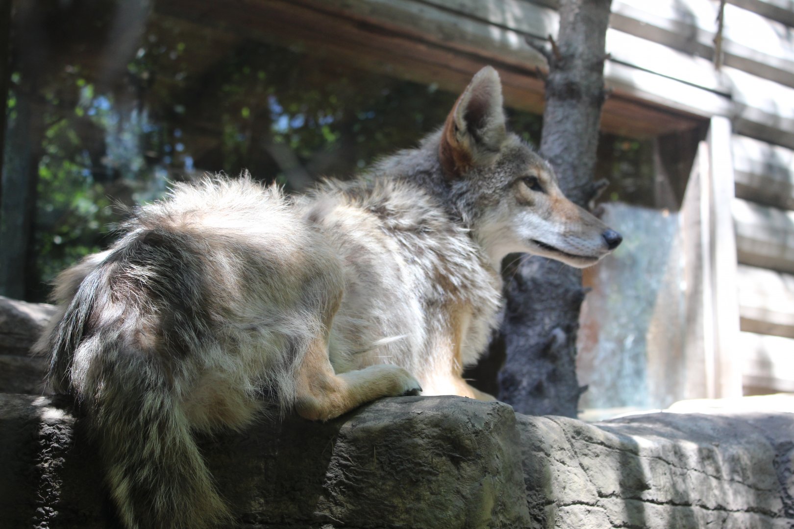 Coyote at Rest - Minnesota Trail