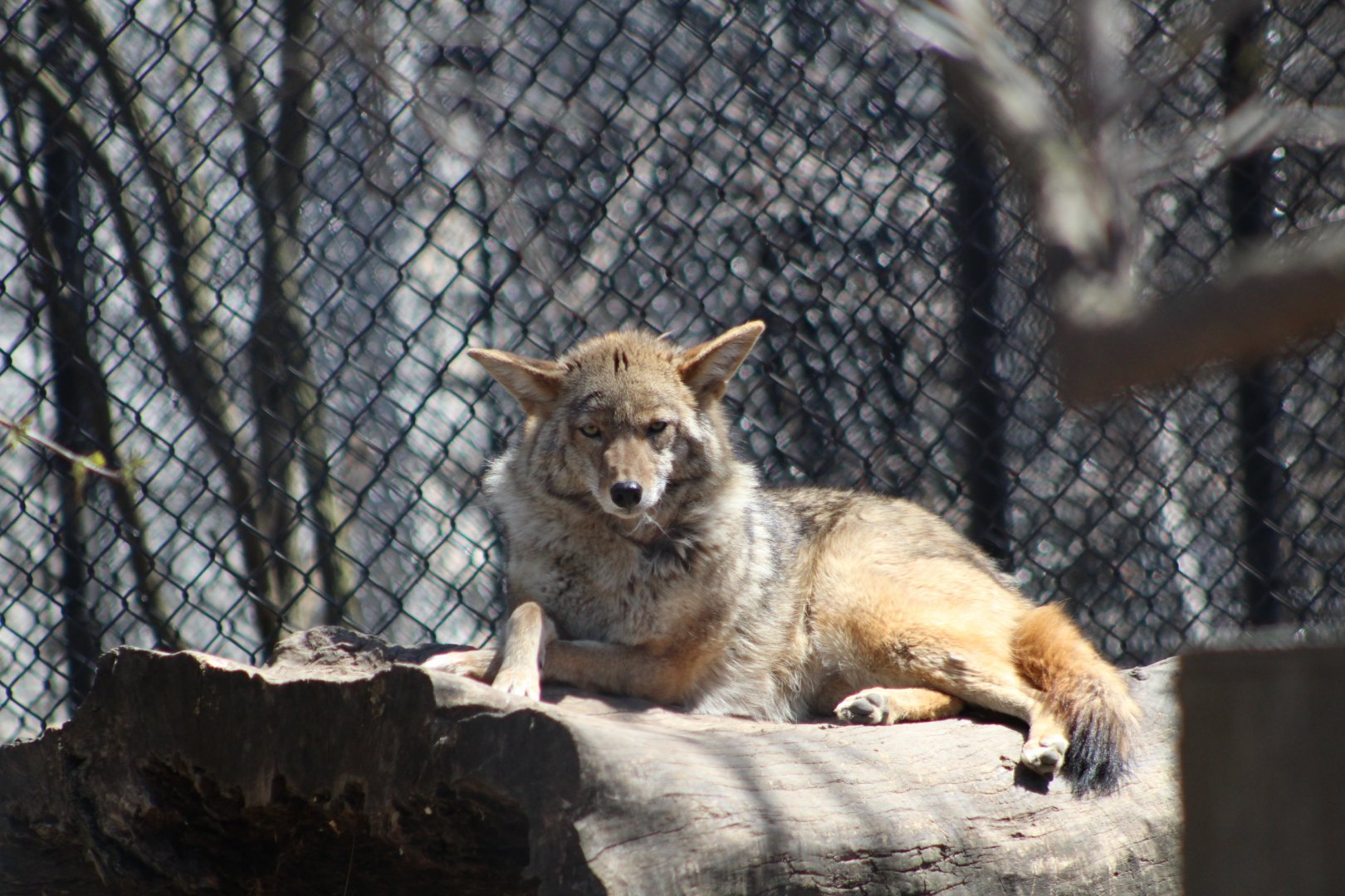 Coyote at Rest - Wilds of Illinois