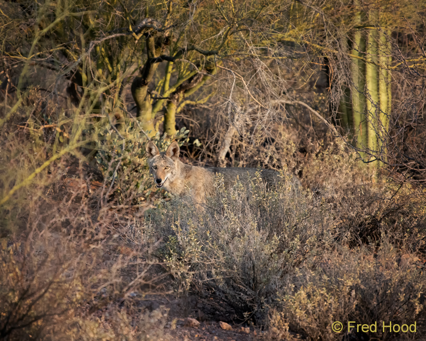 coyote at sunset