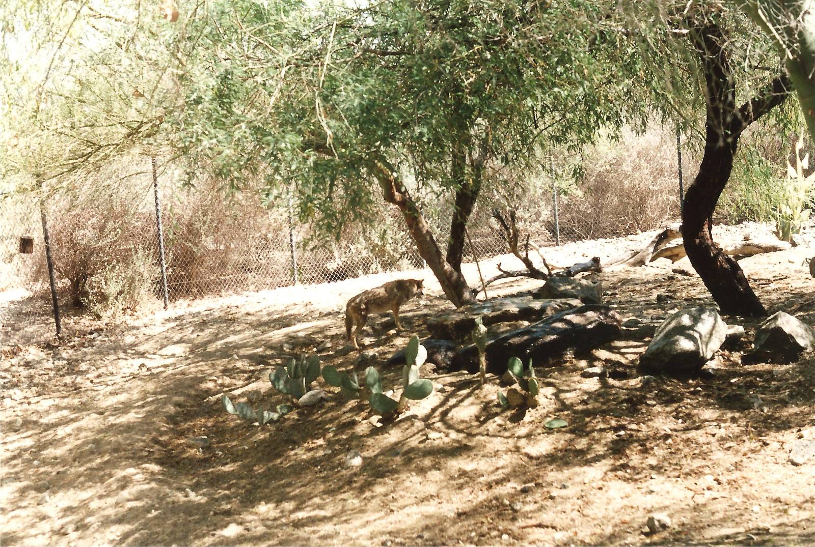 Coyote at The Living Desert, 1998