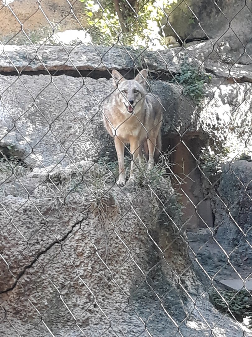 Coyote awake this time