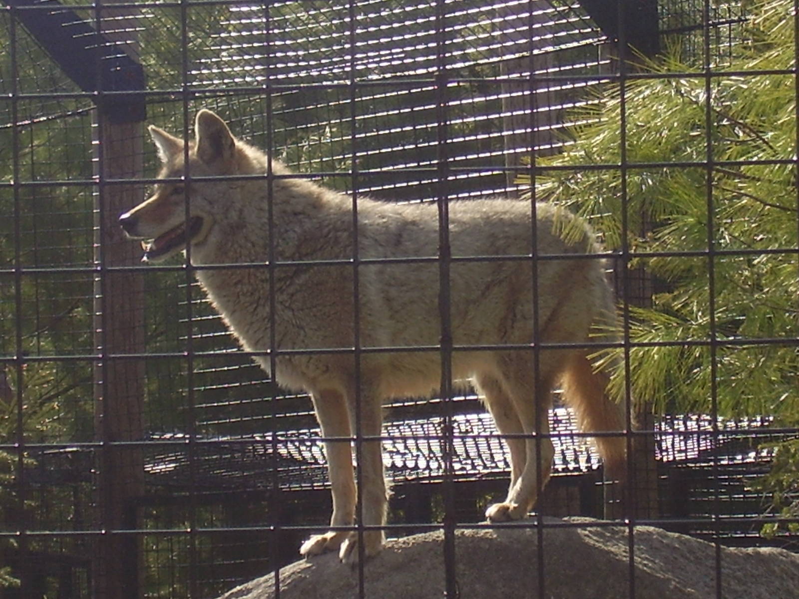Coyote- Buttonwood Zoo MAY07