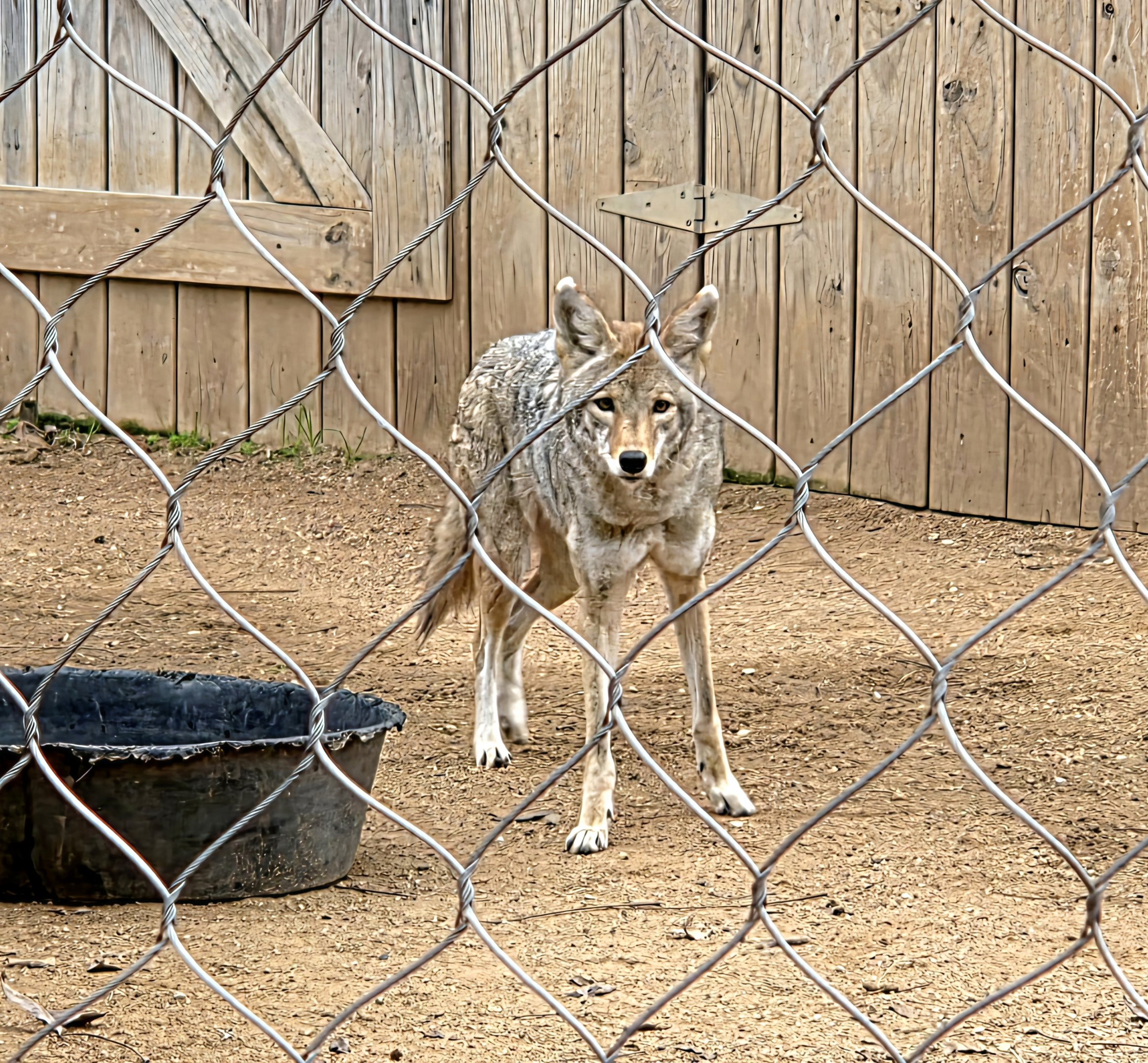 Coyote - Cameron Park Zoo
