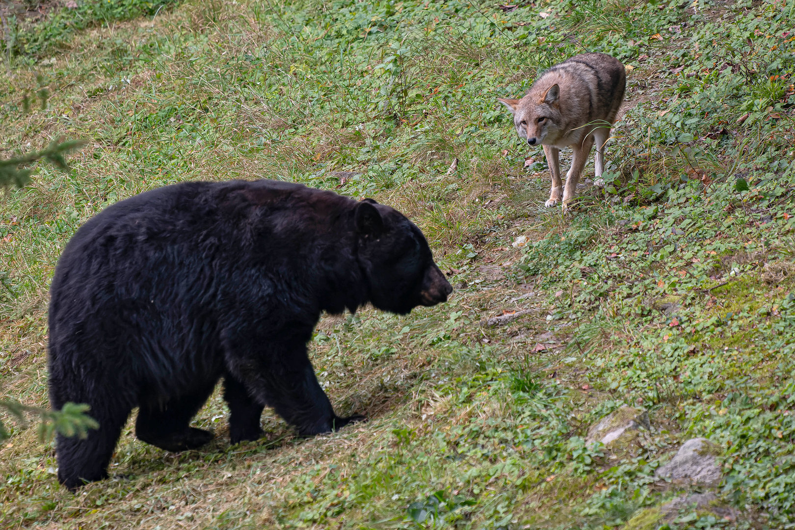 Coyote (Canis latrans) & American black bear (Ursus americanus)