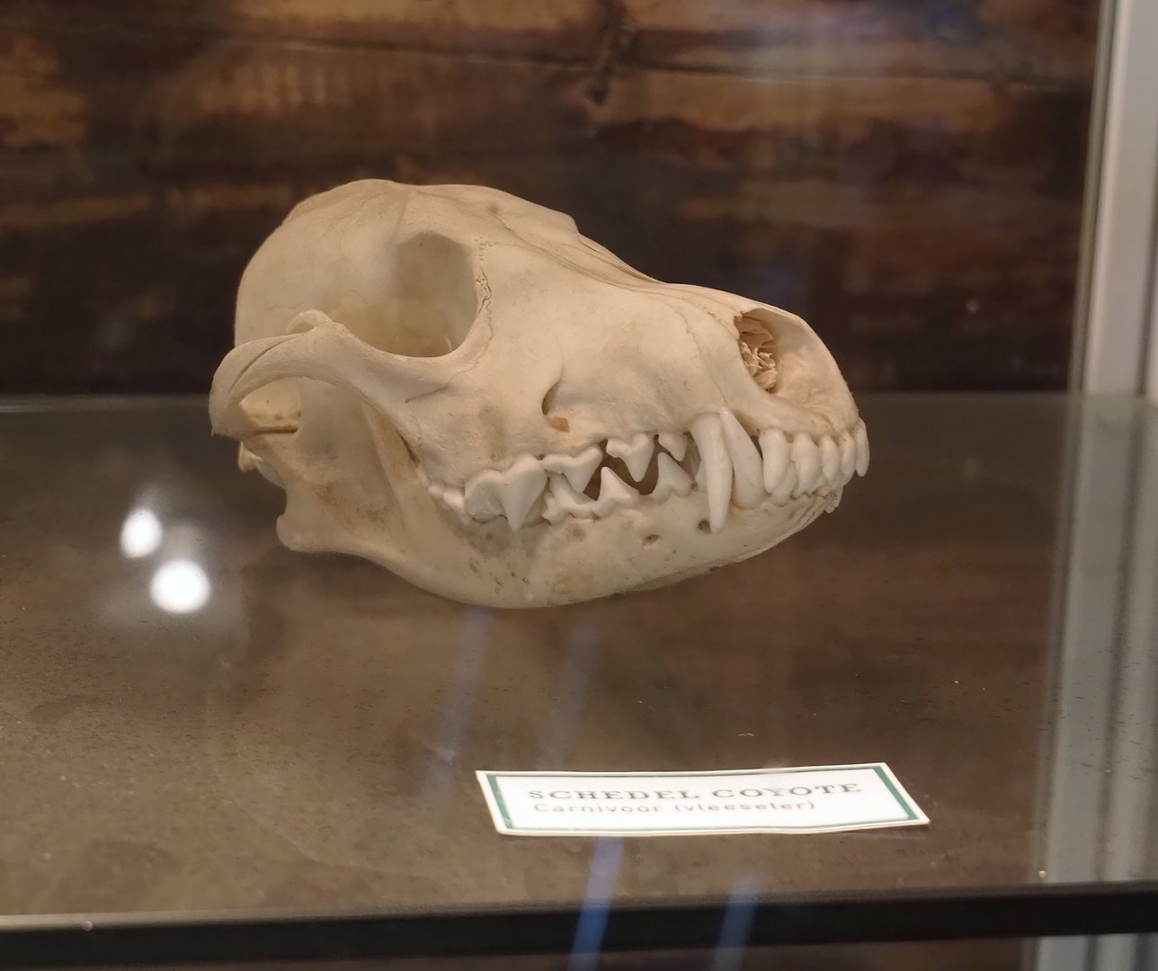 Coyote (Canis latrans) skull, 2025-04-12