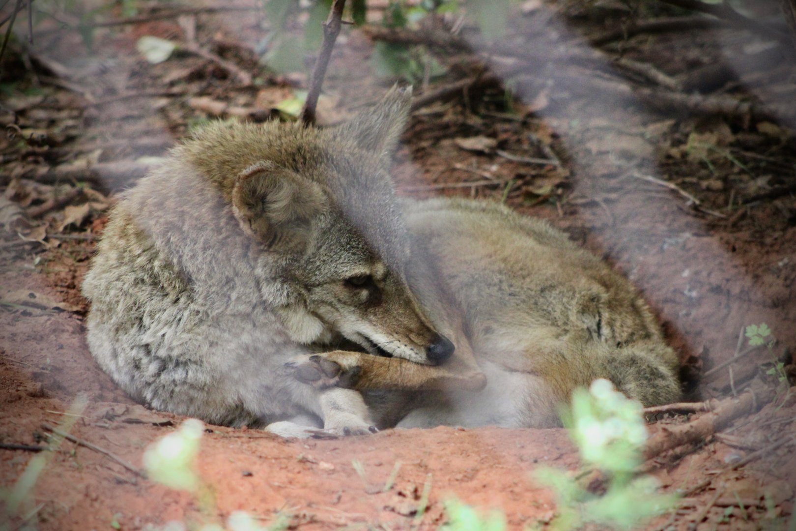Coyote (Canis latrans ssp.)