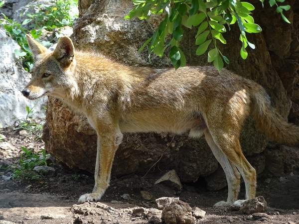 Coyote (Canis latrans)