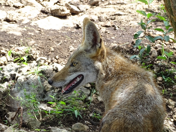 Coyote (Canis latrans)