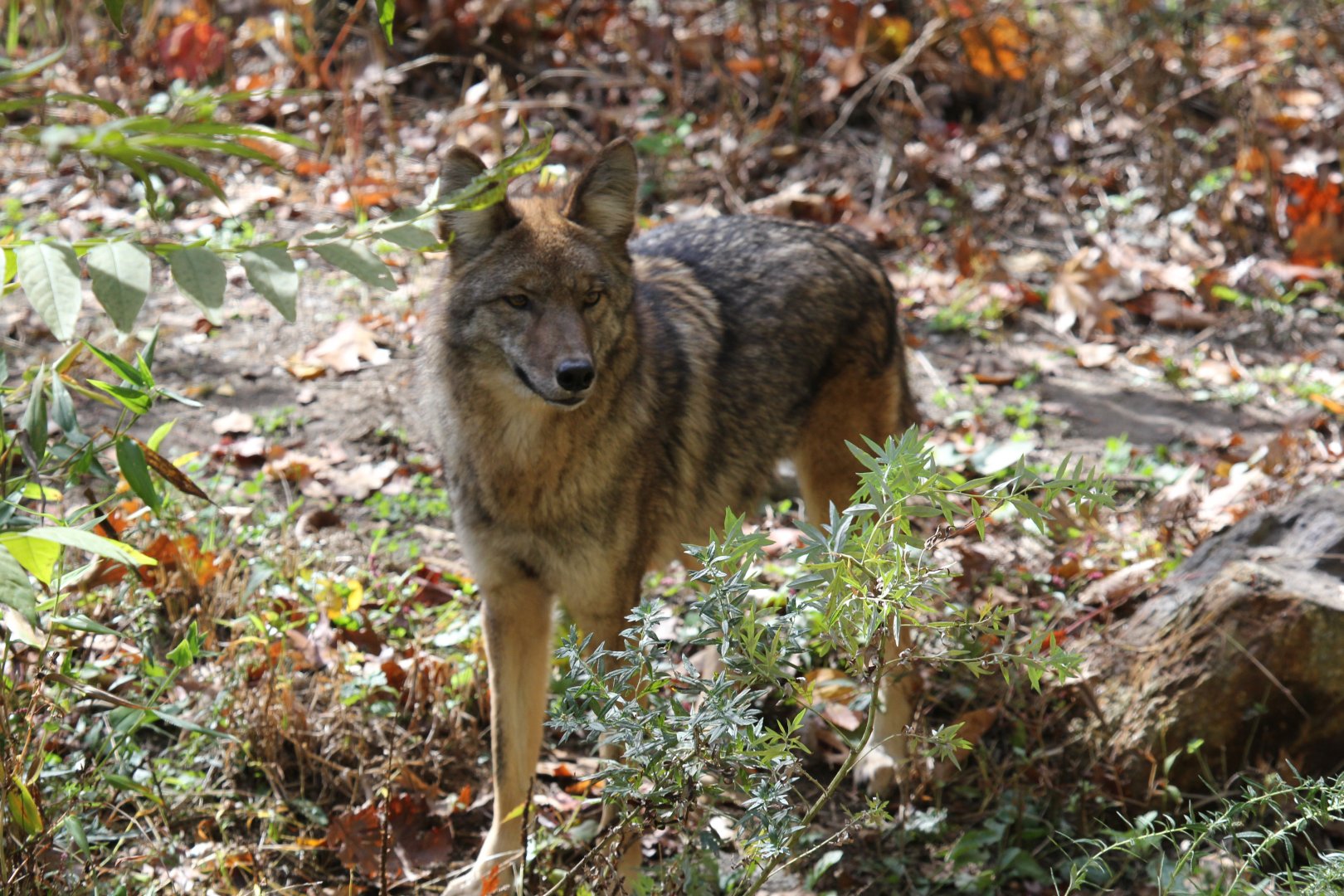 coyote (Canis latrans)