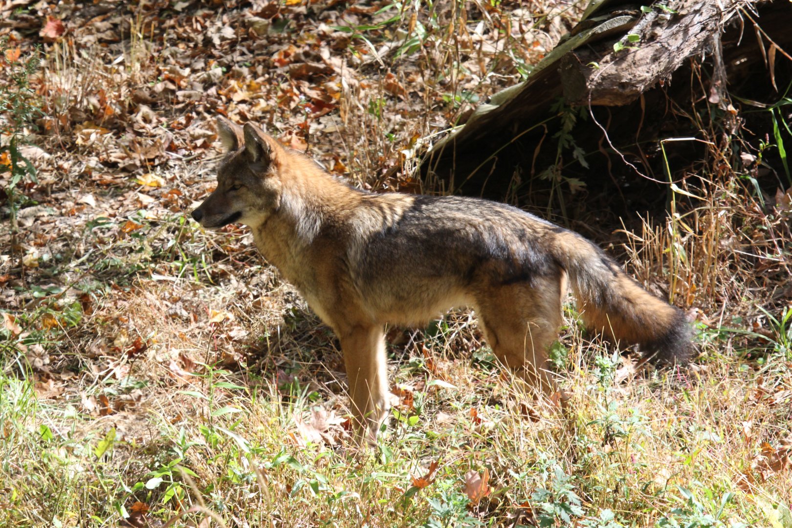 coyote (Canis latrans)