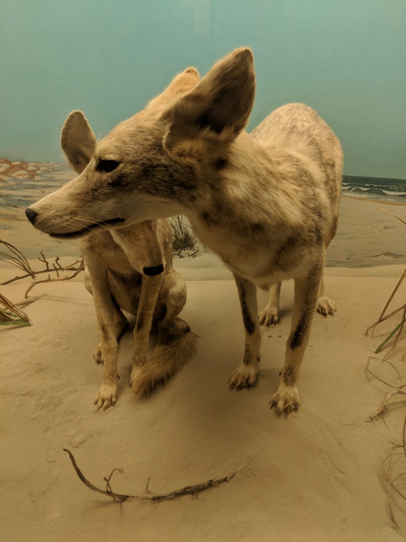 Coyote (Canis latrans)