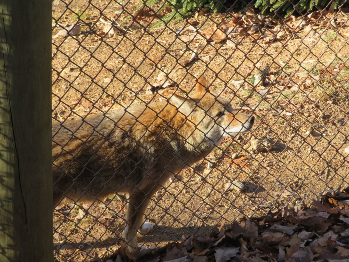 Coyote (Canis latrans)