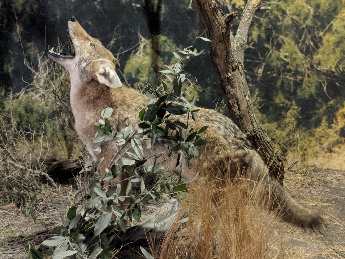 Coyote (Canis latrans)