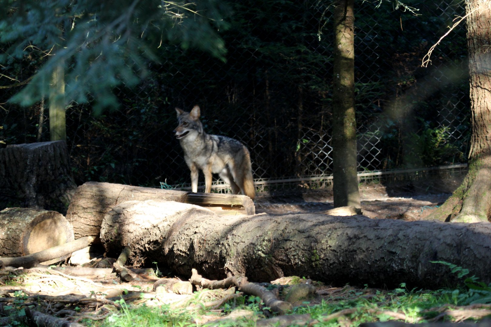 coyote (Canis latrans)
