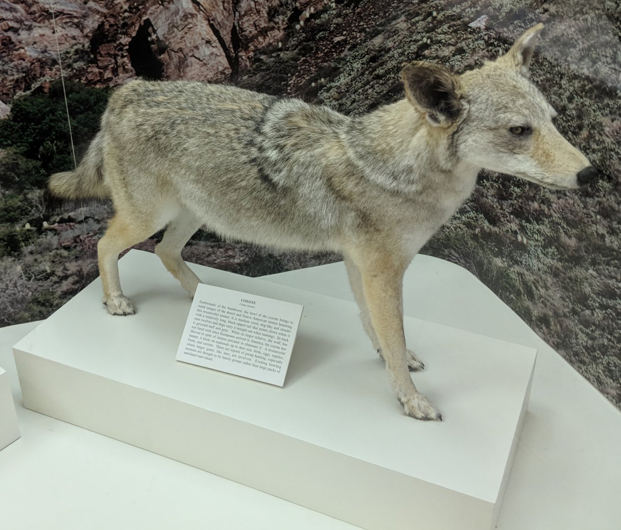 Coyote (Canis latrans)