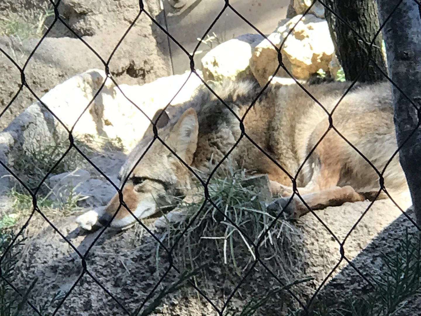 Coyote (Canis latrans)