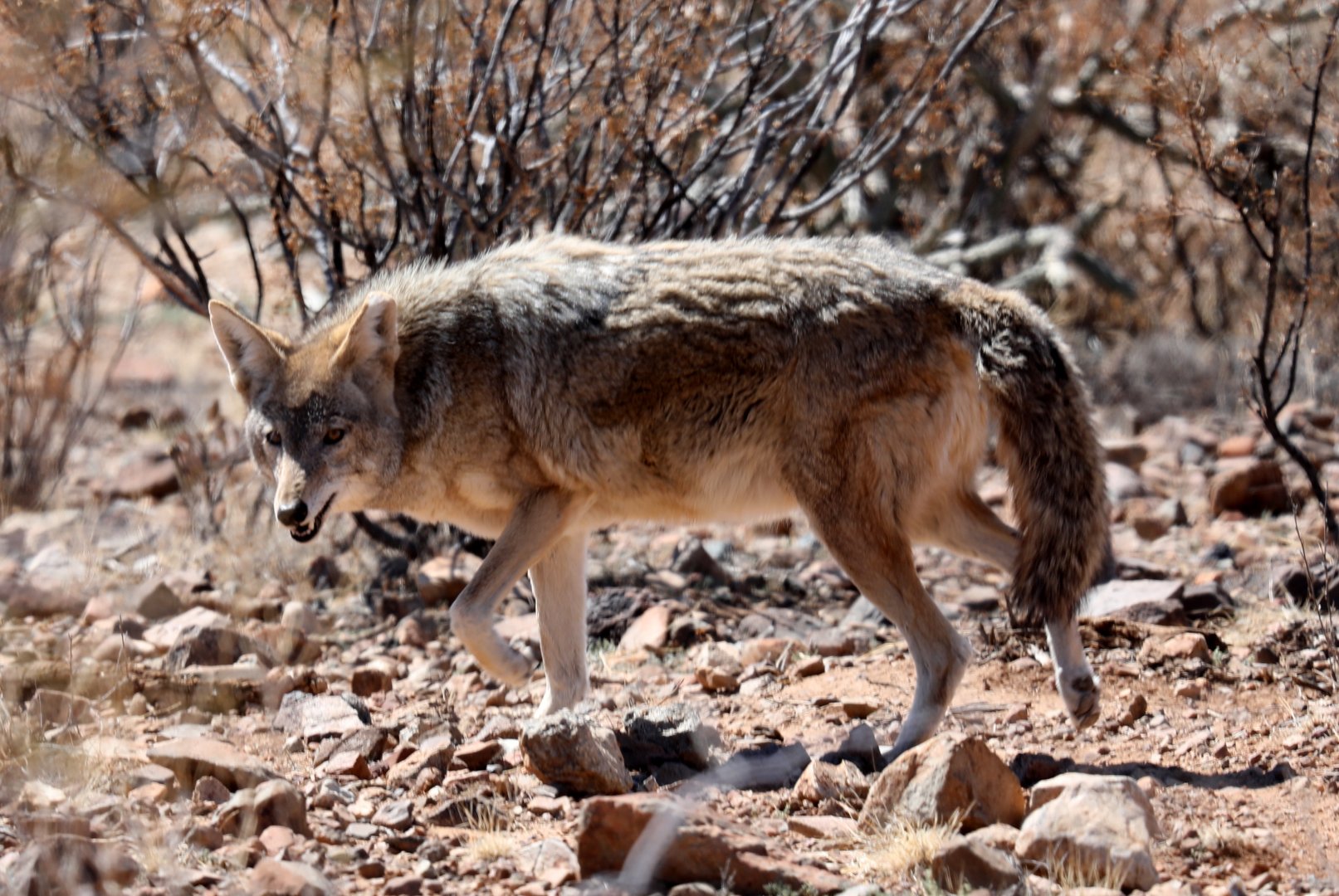 coyote (Canis latrans)