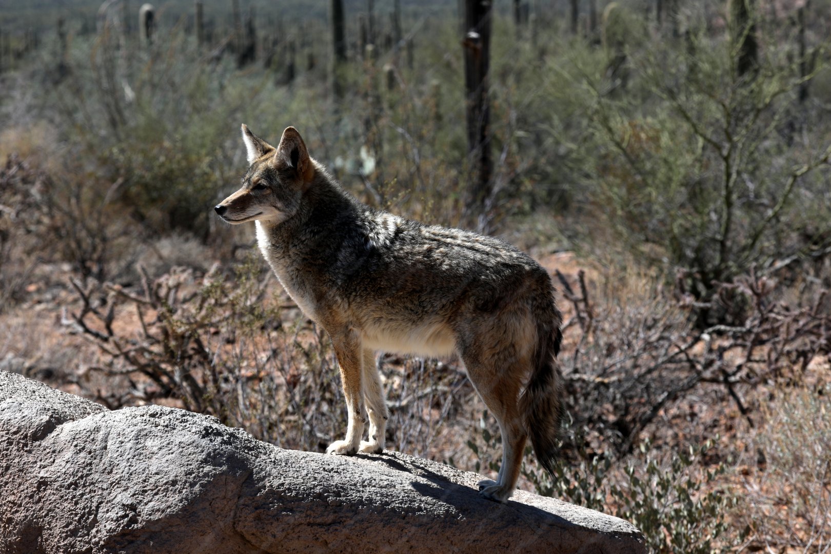 coyote (Canis latrans)