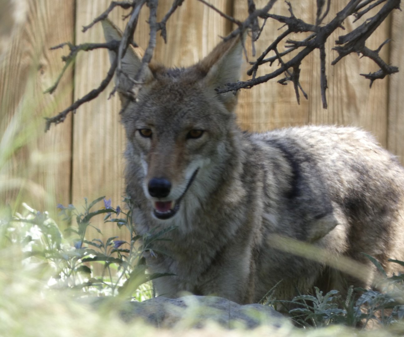 Coyote (Canis latrans)
