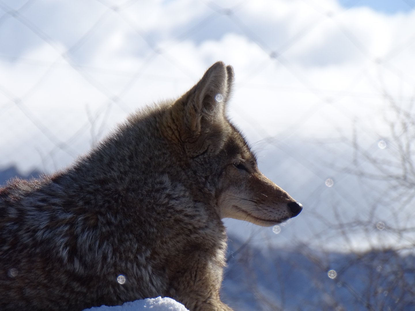 Coyote (Canis latrans)