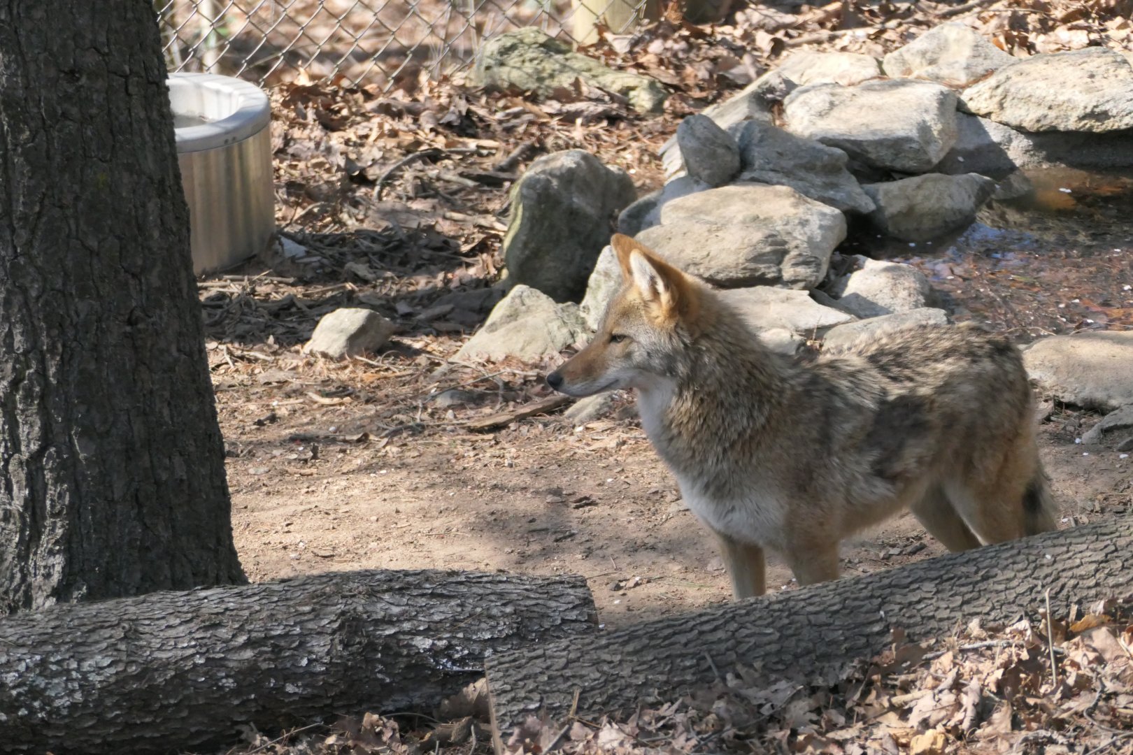 Coyote - Canis latrans