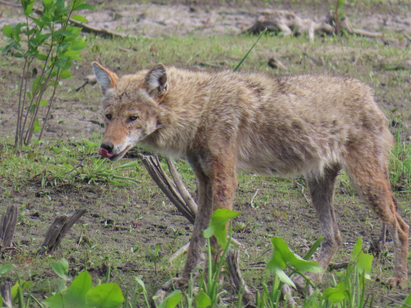 Coyote (Canis latrans)