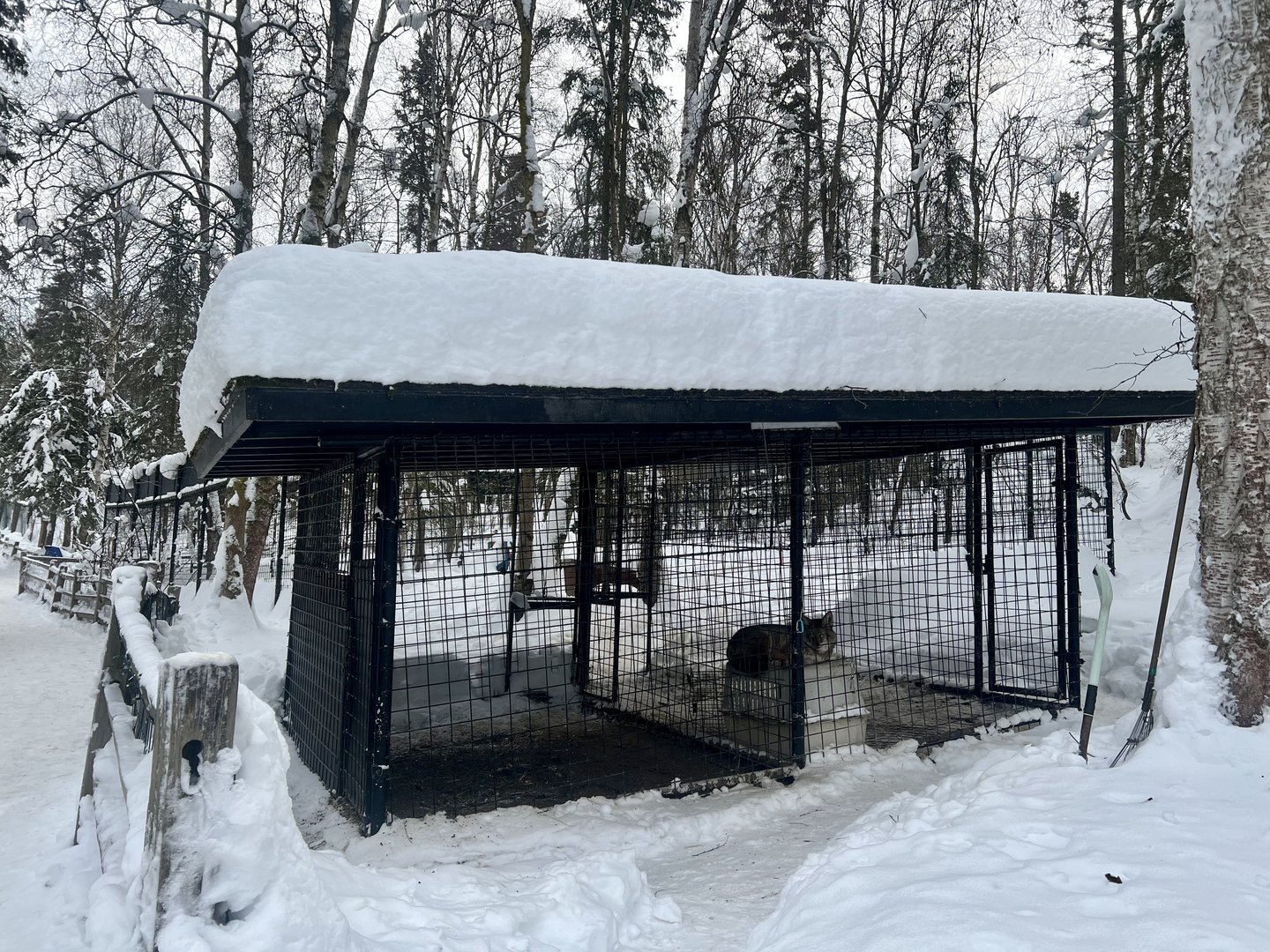 Coyote “denning” area