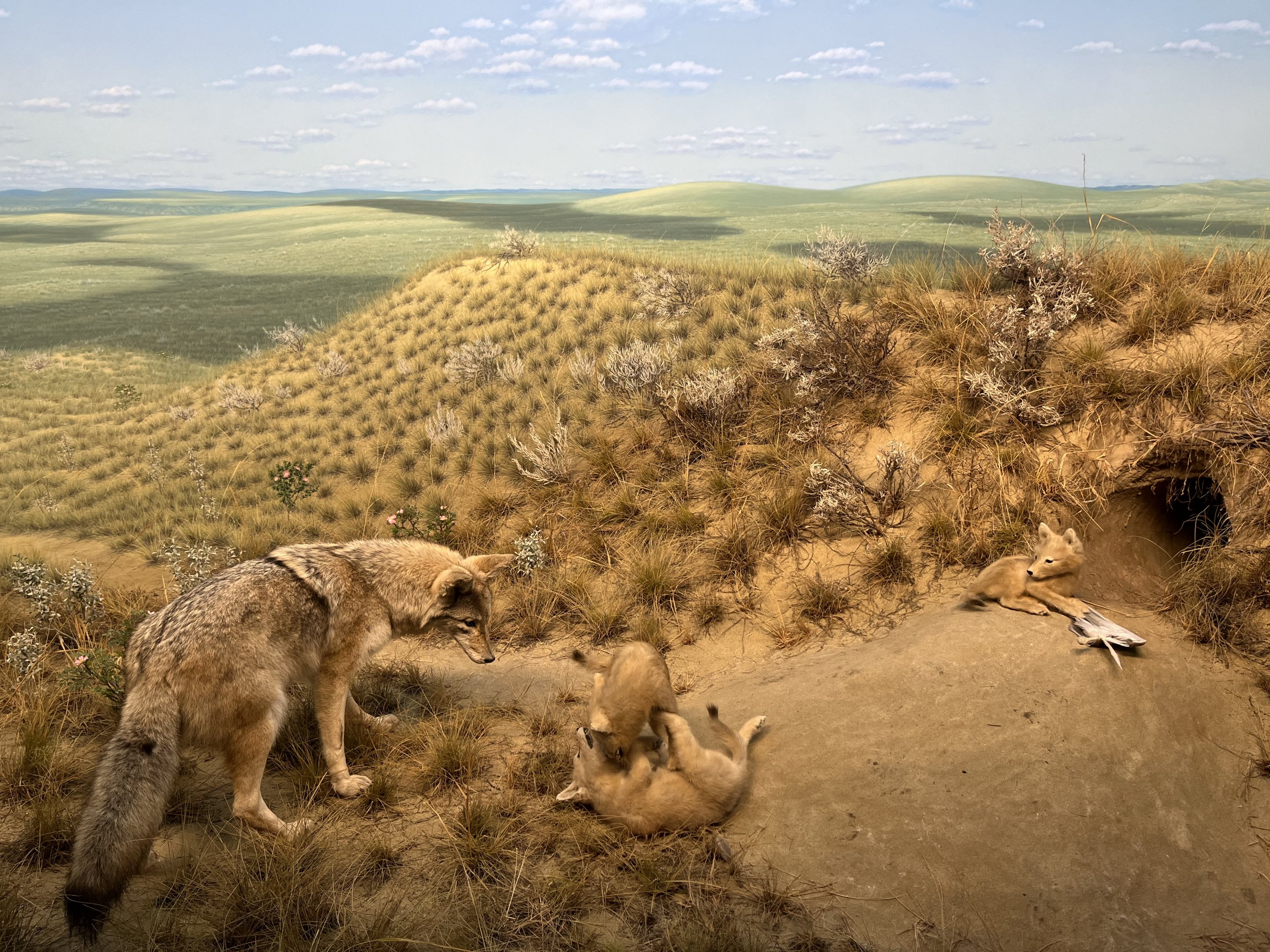 Coyote Diorama