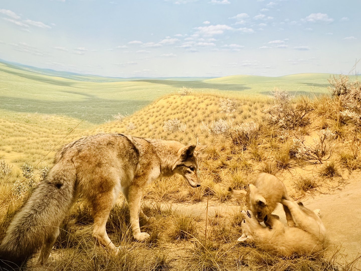 Coyote Diorama