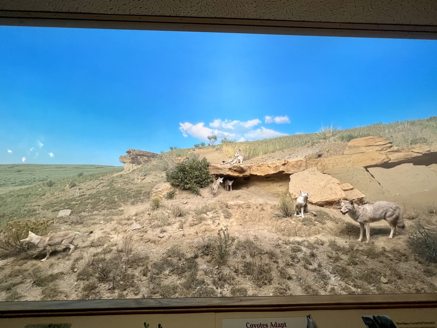 Coyote Diorama
