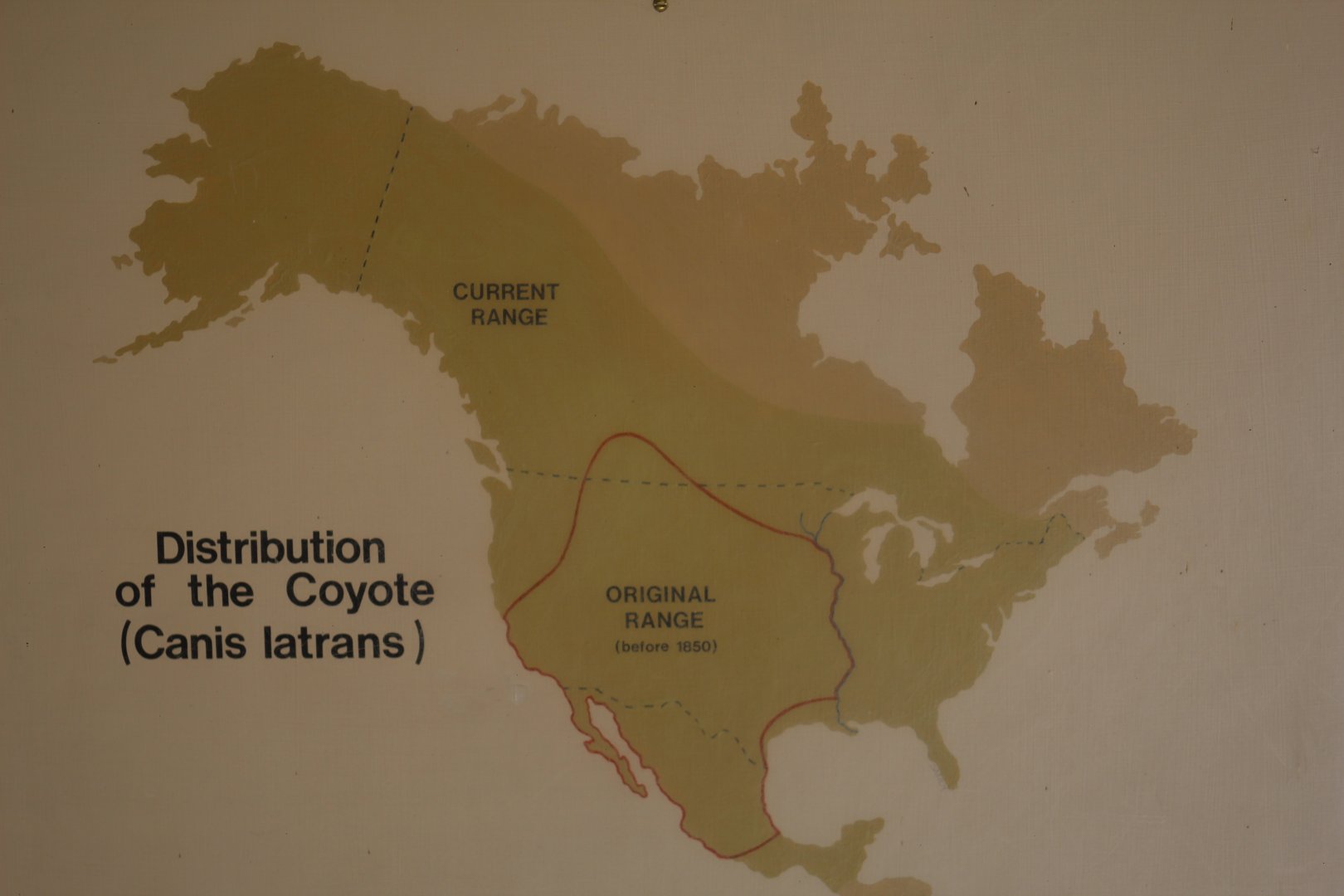 Coyote Distribution