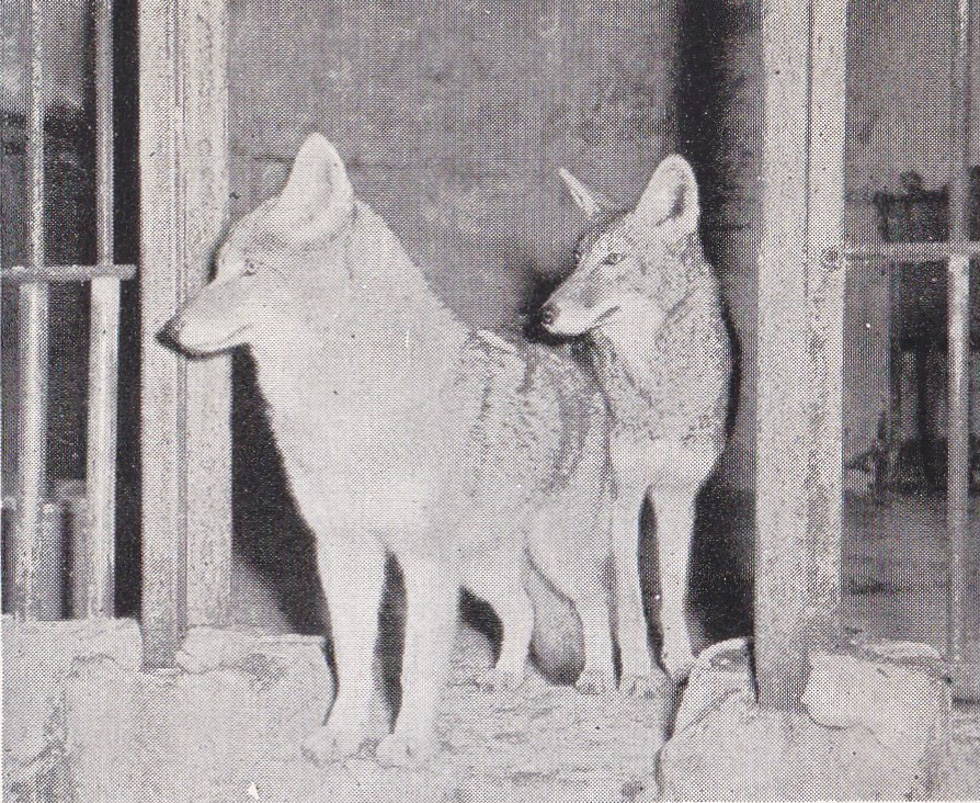 Coyote - early 1970s